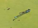 Austroagrion watsoni
